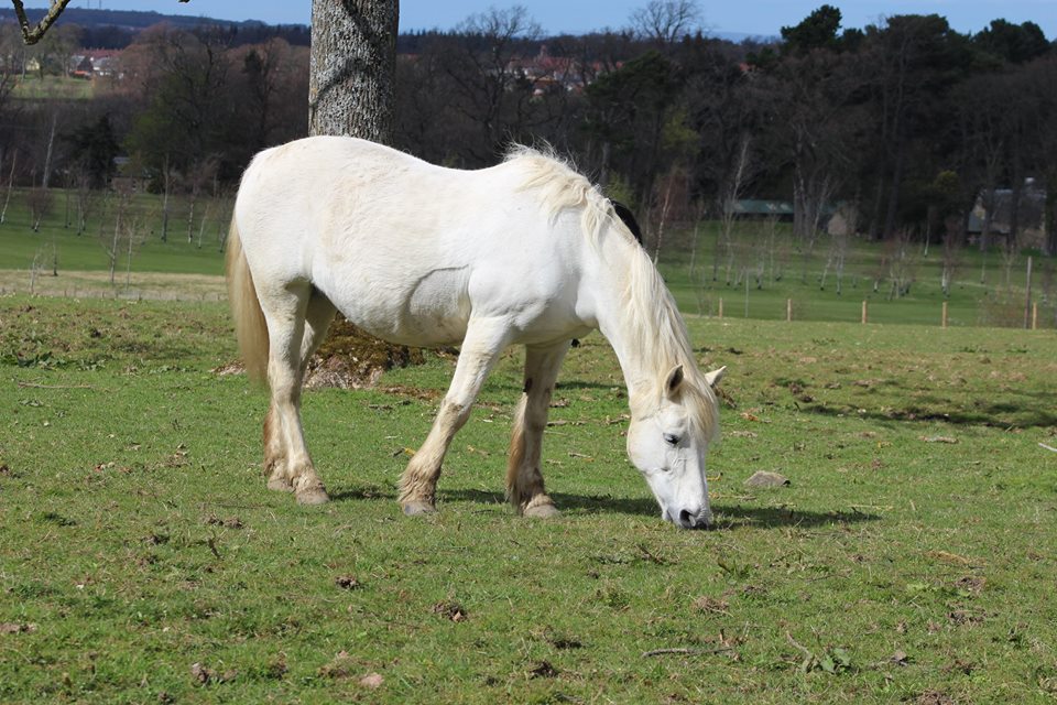 Princess Mary Moo